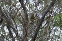 Emberizidae