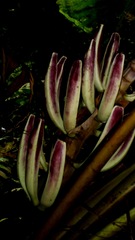 Musa gracilis