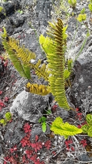 Polypodium pellucidum vulcanicum