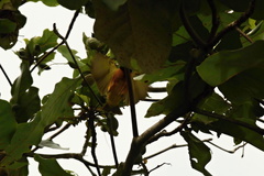 Ploceus cucullatus