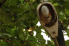 Ploceus cucullatus