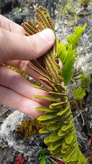 Polypodium pellucidum vulcanicum
