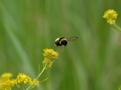 Bombus cullumanus