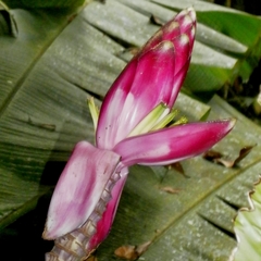 Musa gracilis