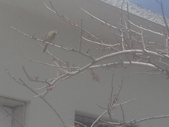 Tiaris olivaceus intermedius