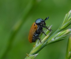 Labidostomis longimana