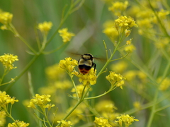 Bombus cullumanus