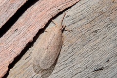 Rentinus dilatatus