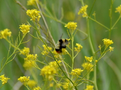 Bombus cullumanus