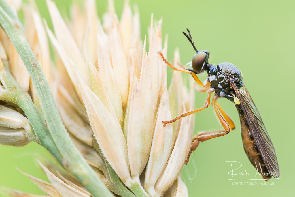 Dioctria lateralis