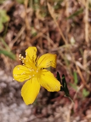 Hypericum linariifolium