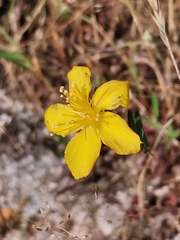 Hypericum linariifolium