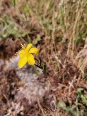 Hypericum linariifolium