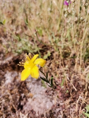 Hypericum linariifolium