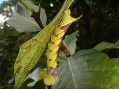 Psilogramma lifuense