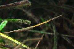 Stigmatopora narinosa