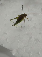 Poecilimon intermedius