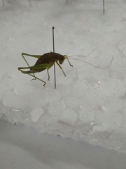 Poecilimon intermedius