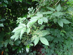 Sambucus nigra
