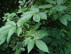 Sambucus nigra