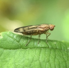 Opomyza petrei