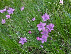 Linum viscosum