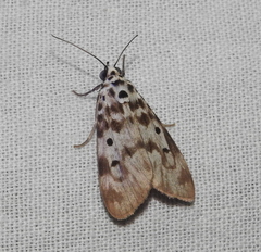 Sommeria marchalii