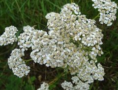 Achillea millefolium