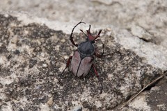 Dicronocephalus adamsi