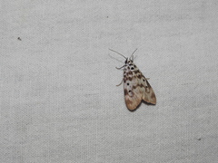 Sommeria marchalii