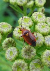 Deraeocoris ruber
