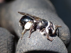 Andrena agilissima