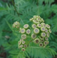 Tanacetum vulgare