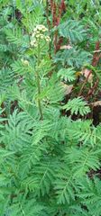 Tanacetum vulgare