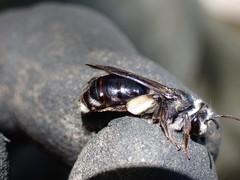 Andrena agilissima