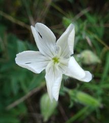 Silene latifolia