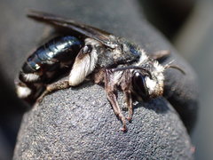 Andrena agilissima