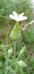 Silene latifolia