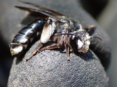 Andrena agilissima