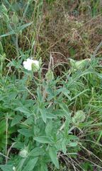 Silene latifolia