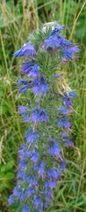 Echium vulgare