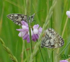 Melanargia galathea