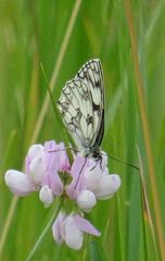 Melanargia galathea