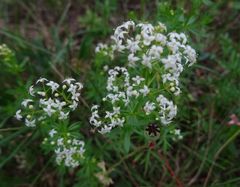 Galium