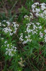 Galium