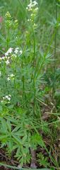 Galium