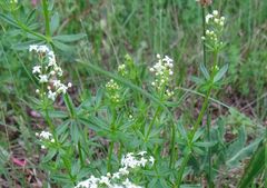 Galium