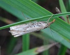 Chrysocrambus