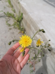 Crepis nigrescens