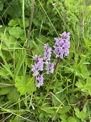 Dactylorhiza maculata maculata